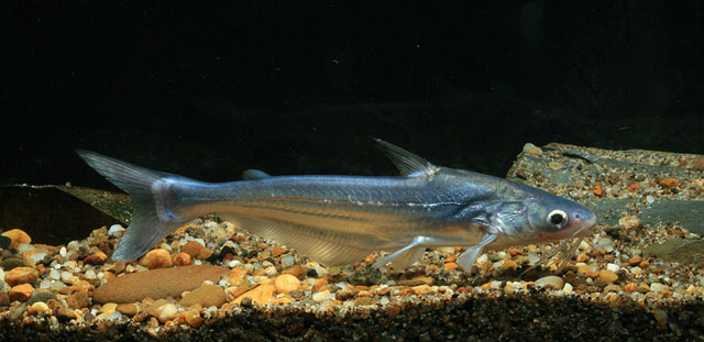 Helicophagus leptorhynchus